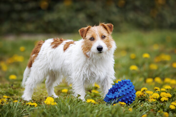 Cute playful jack russell terrier pet dog listening in spring summer flowers with a toy
