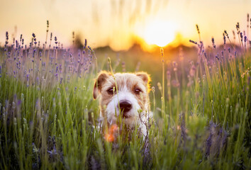 Cute small pet dog looking in lavender flower herb field in summer at sunrise