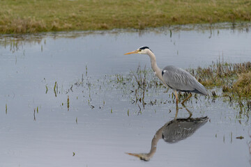 Grey heron, Ardea cinerea