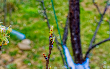 Fresh fruit apple tree bud.