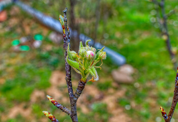 Fresh fruit apple tree bud.