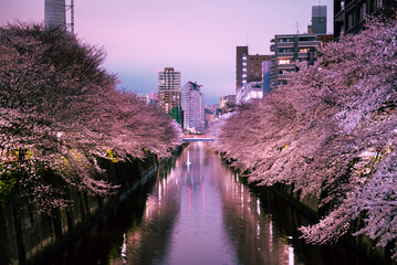 東京中目黒　目黒川の桜並木 © nikomani