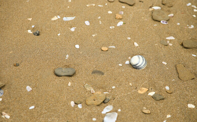 Fototapeta na wymiar Shell and pebbles on brown sand on the shore