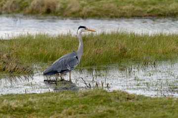 Grey heron, Ardea cinerea