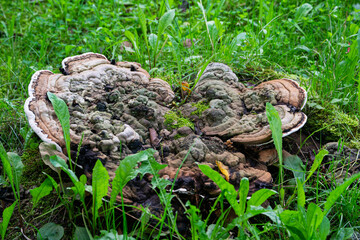 Mushroom Tinder fungus, in place of an old stump.