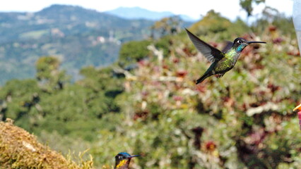  Talamanca hummingbird (Eugenes spectabilis) in flight at the high altitude Paraiso Quetzal Lodge outside of San Jose, Costa Rica
