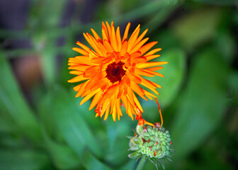 Orange marigold flower on the garden bed in summer.