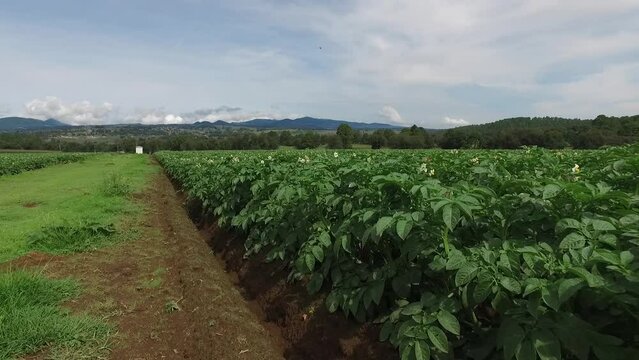 agricultura