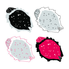 Vector illustration of pitaya fruit or dragon fruit. Vector hand drawn illustation