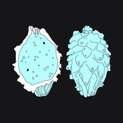 Vector illustration of pitaya fruit or dragon fruit. Vector hand drawn illustation