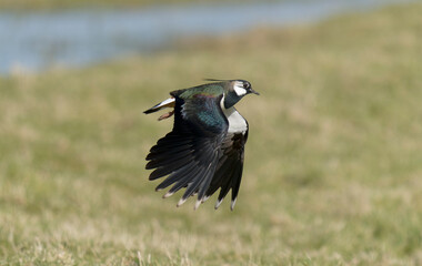 Northern lapwing, Vanellus vanellus