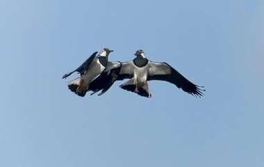 Northern lapwing, Vanellus vanellus