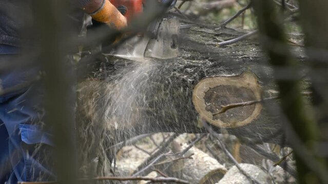 A Lumberjack cuts the cutted tree into pieces - (4K)