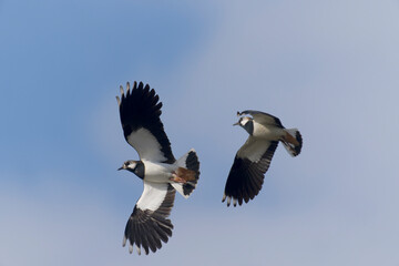 Northern lapwing, Vanellus vanellus
