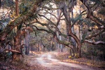 Path through South Carolina woods with trees and Spanish moss - obrazy, fototapety, plakaty