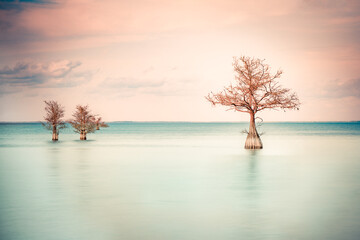 Fototapeta na wymiar Minimalist image of three Cypress trees see in tranquil lake 