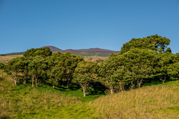 Naklejka premium Acacia Koa