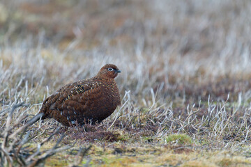 Red grouse, Lagopus lagopus,