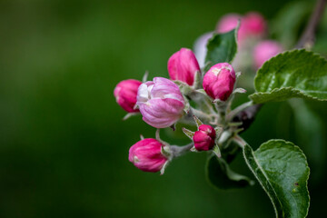 Apple blossom buds getting ready to bloom.