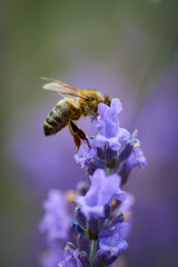 bee collects nectar on lavender flowers