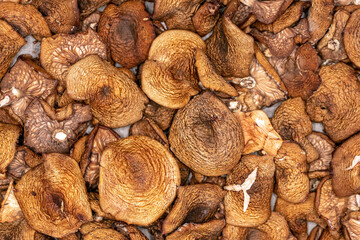 Dried wild honey mushrooms (Armillaria sp.)
