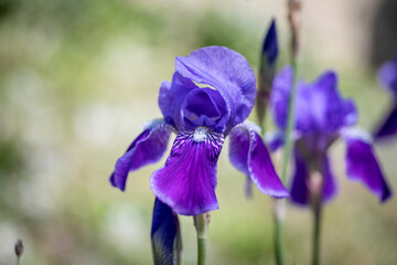 Blooming purple iris flowers in the sun.