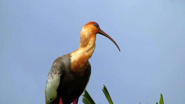 Buff-necked ibis (Theristicus caudatus), also known as  curucaca or curicaca standing on a Caryota urens Palm branch. 