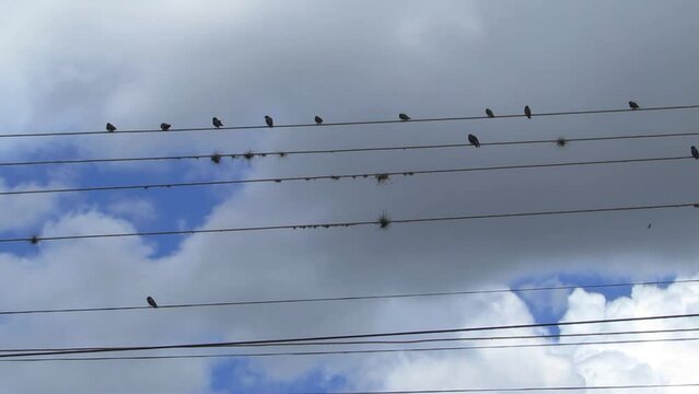 Urban Scene: a flock of swallows perched on electricity wires. 