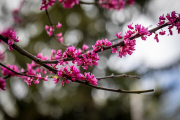 The branches of an eastern red bud tree.