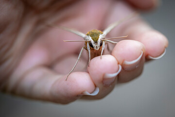 A Tersa sphinx moth being handled.