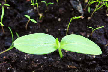Seedlings of cucumbers planted in black soil. Spring.