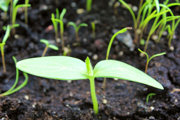 Seedlings of cucumbers planted in black soil. Spring.