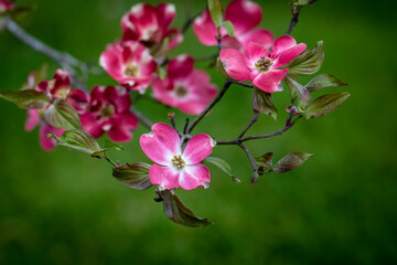 A pink dogwood tree in bloom.