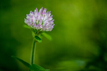 A single purple clover growing in the forest.