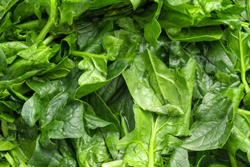 Pile of cleaned spinach leaves