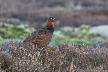 Red grouse, Lagopus lagopus,