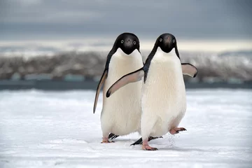 Tuinposter penguin in polar regions © Piotr