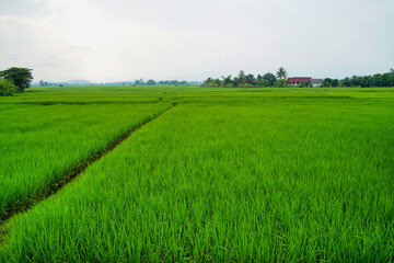 Fototapeta premium Green fields and clear sky in Thailand.