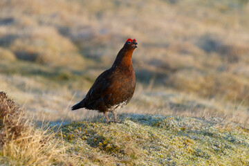 Red grouse, Lagopus lagopus,