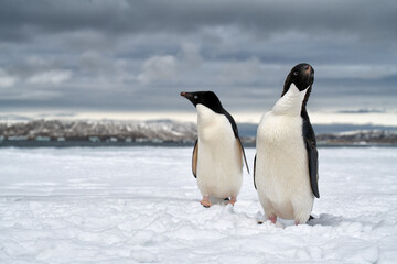 Fototapeta na wymiar penguin in polar regions