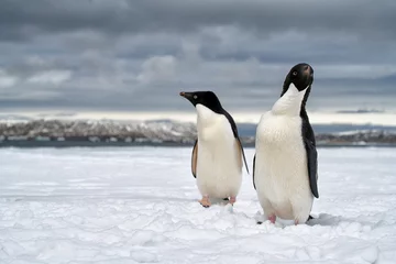 Wandaufkleber penguin in polar regions © Piotr