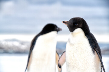 penguin in polar regions
