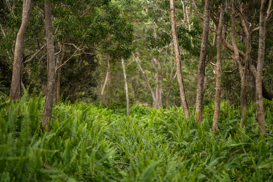 Acacia Koa