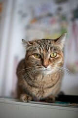 cat lying down on wooden table looking at camera.