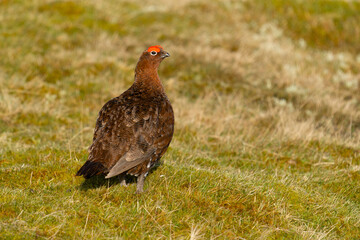 Red grouse, Lagopus lagopus,