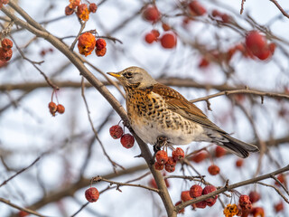 Fieldfare sitting on the bush and feeding on wild red apples in winter or early spring time.