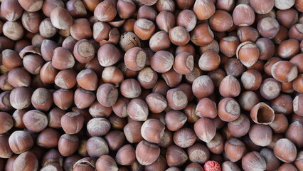 lots of shelled hazelnuts on the counter