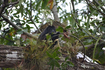 mono aullador
Chiapas, México