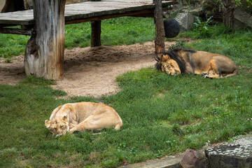 Two lions (male and female) are sleeping on the grass in Prague Zoo.