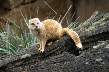 Yellow mongoose is sitting on the fallen tree and watching visitors in Prague Zoo.